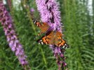 DSCF6704 PAINTED LADY BUTTERFLY LIATRIS 650 MED.jpg