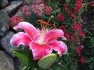 DSCF6774 STARGAZER LILY PETUNIAS PAPRIKA YARROW BOULDER GARDEN 650 MED.jpg
