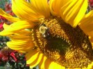 DSCF6728 SUNFLOWER HONEY BEE 650 MED.jpg