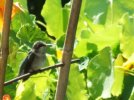 DSCF6831 HUMMINGBIRD BABY 650 MED.jpg