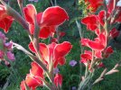 DSCF6935 WHITE RIMMED RED GLADIOLAS 650 MED.jpg