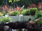 DSCF7006 BIRDBATH CLOSE  GLADIOLAS BEE BALM NASTURTIUMS 650 MED.jpg