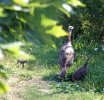 DSCF7041 WILD TURKEYS 3 650 MED.jpg