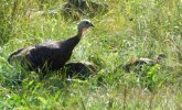DSCF7051 WILD TURKEYS 3 650 MED.jpg