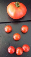 DSCF7254 SWEET MILLION AND EARLY GIRL TOMATO 650 MED.jpg