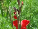 DSCF6860 HUMMINGBIRD GLADIOLA PERCHED 650 MED.jpg
