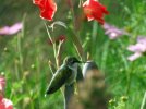DSCF7076 HUMMINGBIRD BABY GLADS COSMOS 650 MED.jpg