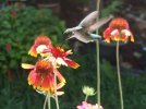 DSCF7103 HUMMINGBIRD GAILLARDIA 650 MED.jpg