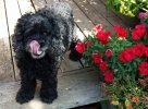 DSCF7265 DESTA TONGUE TOMATO CROCKETT PETUNIAS 650 MED.jpg