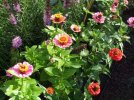 DSCF7296 TALL ZINNIAS 650 MED.jpg