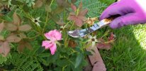 20190707_102906 sized 40.jpg