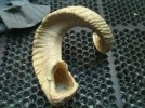 Sheep Horn2.jpg