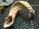 Sheep Horn3.jpg