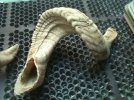 Sheep Horn4.jpg
