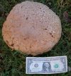 giant puff ball 001.jpg
