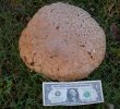 giant puff ball 003.jpg