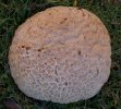 giant puff ball 005.jpg