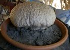 giant puff ball 006.jpg