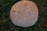 giant puff ball 004.jpg
