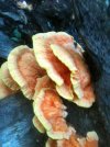 IMG_0864.jpg
