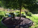 MAPLE 2019 DSCF7342 MAPLE PLANTERS 650 MED.jpg