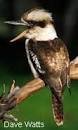 Kookaburra.jpg