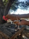 ChickenProcess.jpg