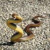 Brown snake striking.jpg