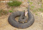 cottonmouth.jpg cottonmouth.jpg