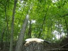 DSCN1184.jpg