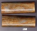 GiraffeBone107_sml.JPG