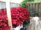 DSCF7505 DAISY DRINKS COLEUS PORCH 650 MED.jpg