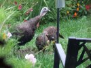 DSCF7546 WILD TURKEYS 3 BIRDFEEDER 650 MED.jpg