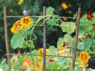 DSCF7413 FEMALE HUMMINGBIRD JUVENILE NASTURTIURTIUM CROPPED  650 MED.jpg