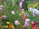 DSCF7608 COSMO GLAD PLANTERS NASTURTIUM 650 MED.jpg