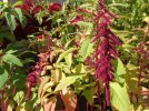 DSCF7656 AMARANTH LOVE LIES BLEEDING 650 MED.jpg