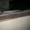966013D0-67CD-4434-93AE-234AA445E435.jpeg