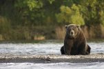 Bear 410.JPG Bear 410.JPG