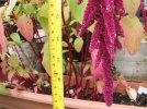 DSCF7747 AMARANTH MEASURE CLOSE 650 MED.jpg