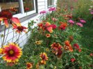 DSCF7766 GAILLARDIA ZINNIAS 650 MED.jpg