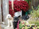 DSCF7760 DEZ DAISY PORCH COLEUS AMARANTH 650 MED.jpg
