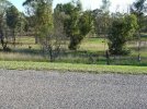 kangaroo\'s.jpg
