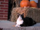 zeb at halloween.jpg