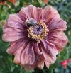 DSCF7831 ZINNIA BEE FROST 650 MED.jpg