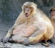 chubby_468x417.jpg