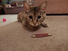 pepper1.jpg