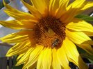 DSCF7888 SUNFLOWER BEE 650 MED.jpg