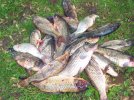 20 dead carp....jpg