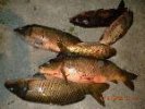 20 and 15# carp!.jpg