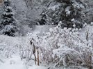 DSCF7926 BEE BALM LANEWAY WINTER SNOW 650 MED.jpg